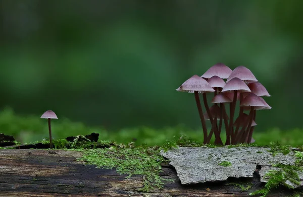 Cogumelos Selvagens Pequenas Maravilhas Floresta — Fotografia de Stock