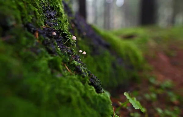 Las Setas Silvestres Las Pequeñas Maravillas Del Bosque — Foto de Stock