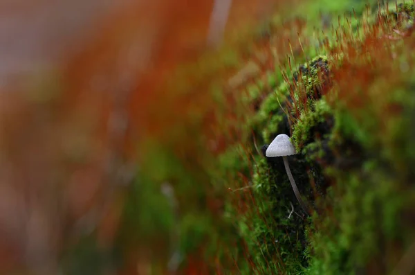 Wilde Paddestoelen Kleine Wonderen Van Bos — Stockfoto