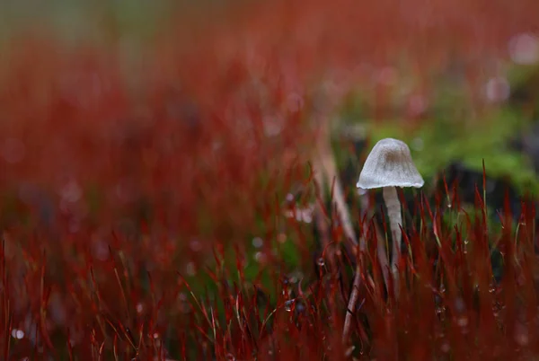 Champignons Sauvages Petites Merveilles Forêt — Photo