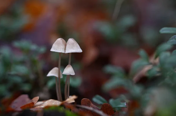 Wilde Pilze Kleine Wunder Des Waldes — Stockfoto