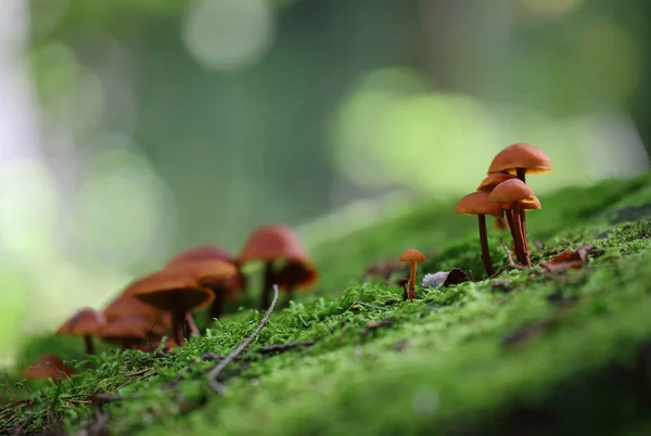 Las Setas Silvestres Las Pequeñas Maravillas Del Bosque — Foto de Stock