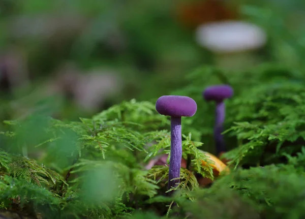 Wilde Pilze Kleine Wunder Des Waldes — Stockfoto