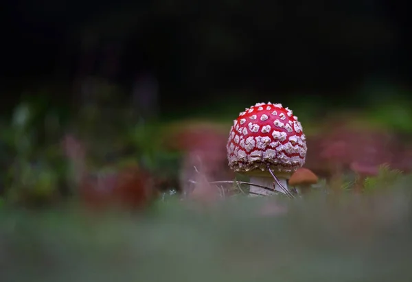 Las Setas Silvestres Las Pequeñas Maravillas Del Bosque —  Fotos de Stock