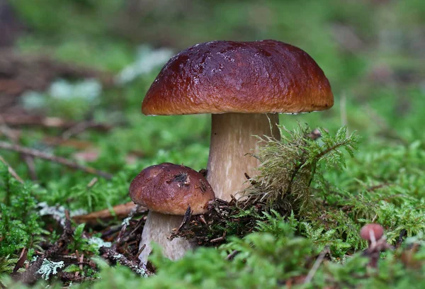 Las Setas Silvestres Las Pequeñas Maravillas Del Bosque —  Fotos de Stock