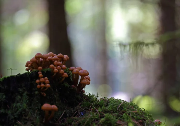 Las Setas Silvestres Las Pequeñas Maravillas Del Bosque — Foto de Stock