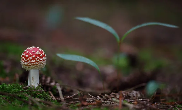 Wilde Paddestoelen Kleine Wonderen Van Bos — Stockfoto