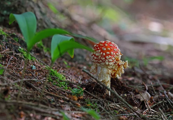 Wilde Pilze Kleine Wunder Des Waldes — Stockfoto