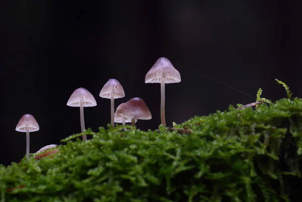 Las Setas Silvestres Las Pequeñas Maravillas Del Bosque — Foto de Stock