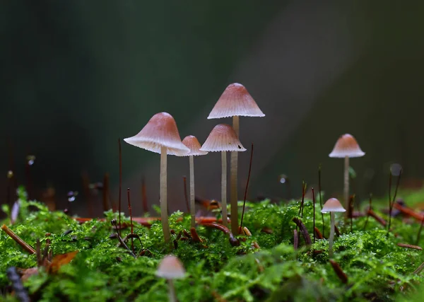 Άγρια Μανιτάρια Μικροσκοπικά Θαύματα Του Δάσους — Φωτογραφία Αρχείου