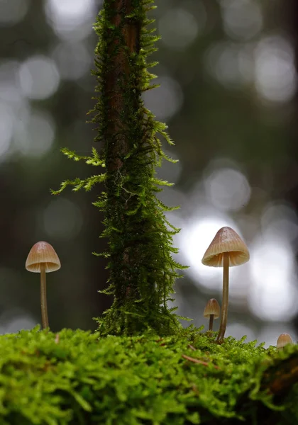きのこの森の小さな不思議 — ストック写真