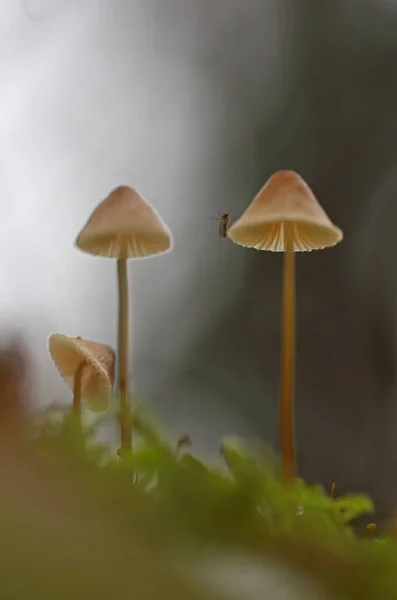 Champignons Sauvages Petites Merveilles Forêt — Photo