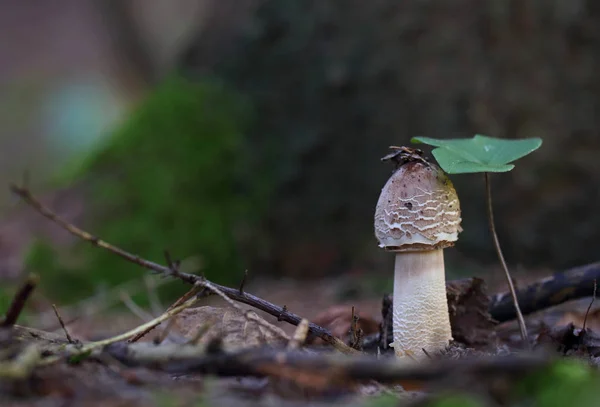 Wilde Paddestoelen Kleine Wonderen Van Bos — Stockfoto