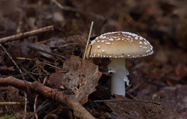 Las Setas Silvestres Las Pequeñas Maravillas Del Bosque —  Fotos de Stock