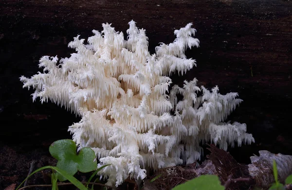 Las Setas Silvestres Las Pequeñas Maravillas Del Bosque —  Fotos de Stock