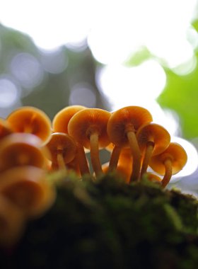 Yabani mantar - orman küçük harikaları