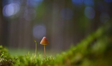 Yabani mantar - orman küçük harikaları