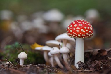 Yabani mantar - orman küçük harikaları