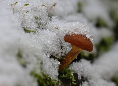 Geç sonbaharda kez karla kaplı mantar  