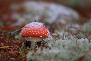 Geç sonbaharda kez karla kaplı mantar  