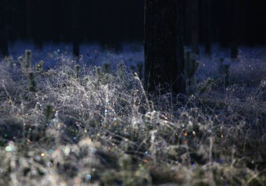 Soğuk ve güneşli orman manzaralı