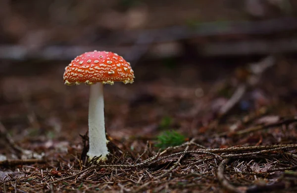 Wilde Pilze Kleine Wunder Des Waldes — Stockfoto