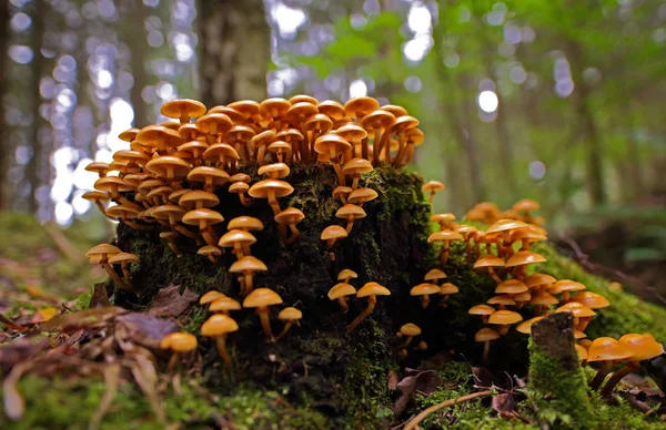 Άγρια Μανιτάρια Μικροσκοπικά Θαύματα Του Δάσους — Φωτογραφία Αρχείου