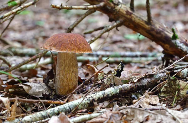 Las Setas Silvestres Las Pequeñas Maravillas Del Bosque —  Fotos de Stock