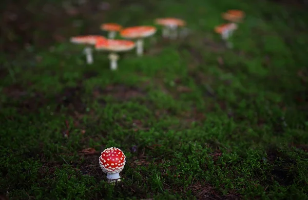 Champignons Sauvages Petites Merveilles Forêt — Photo