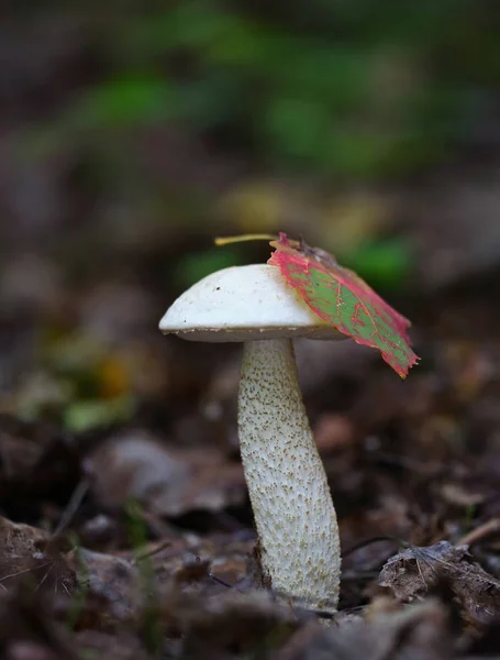 Cogumelos Selvagens Pequenas Maravilhas Floresta — Fotografia de Stock