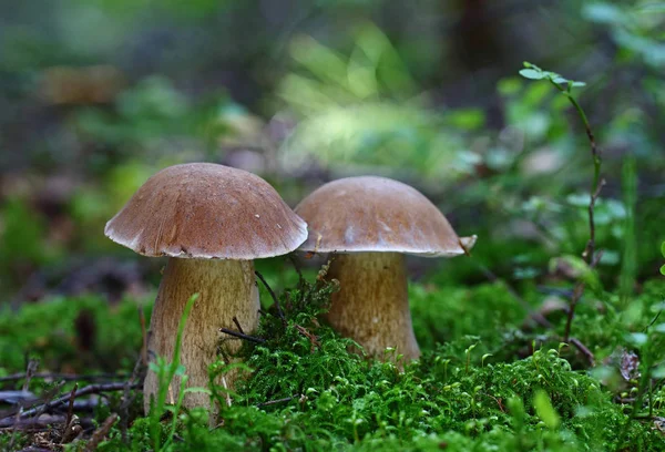 Las Setas Silvestres Las Pequeñas Maravillas Del Bosque — Foto de Stock