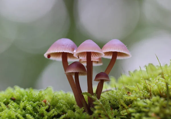 Wilde Pilze Kleine Wunder Des Waldes — Stockfoto