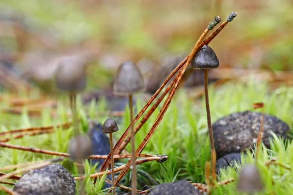 Ciuperci Sălbatice Minuni Ale Pădurii — Fotografie, imagine de stoc