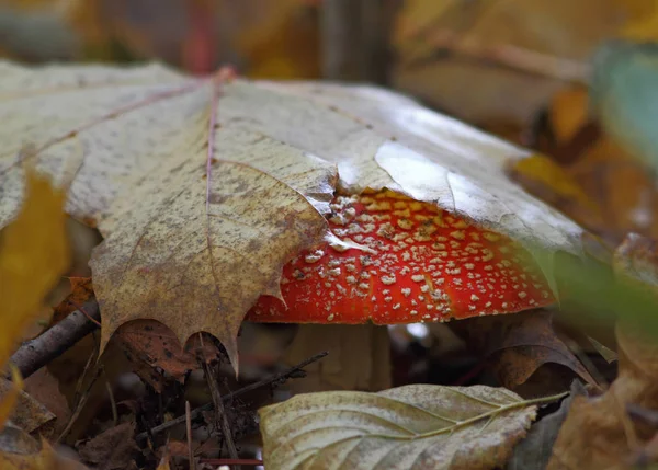 Las Setas Silvestres Las Pequeñas Maravillas Del Bosque —  Fotos de Stock