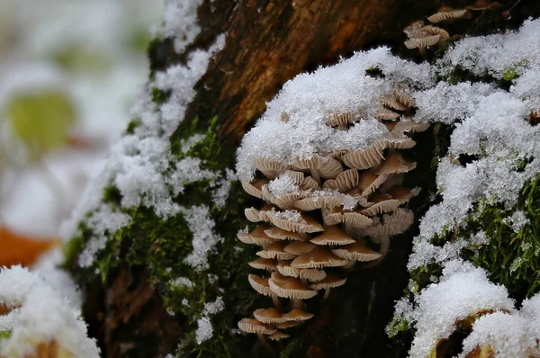 Late autumn mushrooms often snow covered