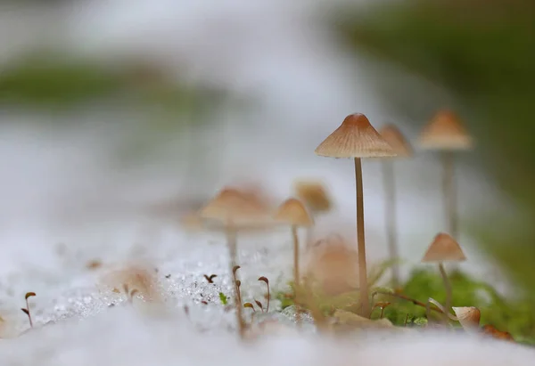 Cogumelos Tardios Outono Muitas Vezes Cobertos Neve — Fotografia de Stock