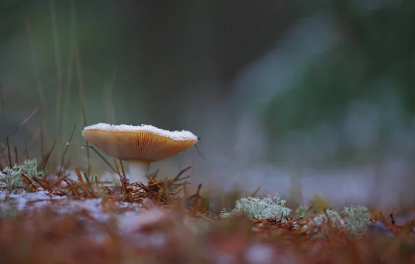 Late Autumn Mushrooms Often Snow Covered — Stock Photo, Image