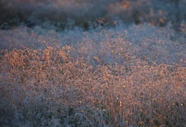 Frostig Und Sonnig Waldblick — Stockfoto