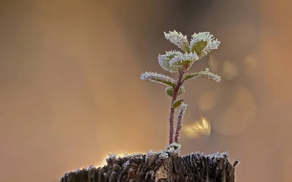 Ledové Krystaly Celé Přírody — Stock fotografie