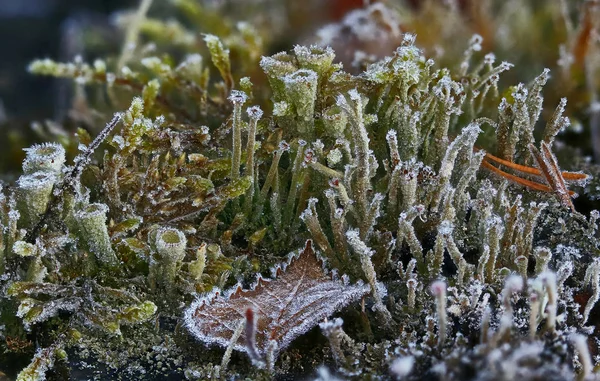 Cristales Escarcha Por Toda Naturaleza — Foto de Stock