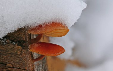 Kış kar altında mantar