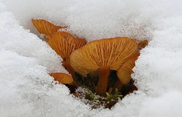 Winter Time Mushrooms Snow — Stock Photo, Image