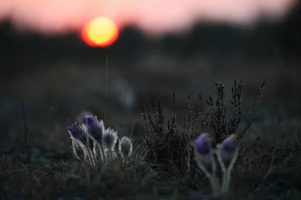 Last Light Pasqueflowers — Stock Photo, Image