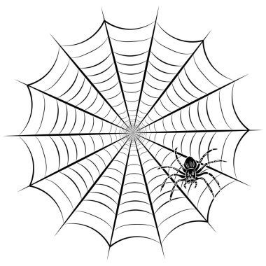 örümcek ağı ve örümcek