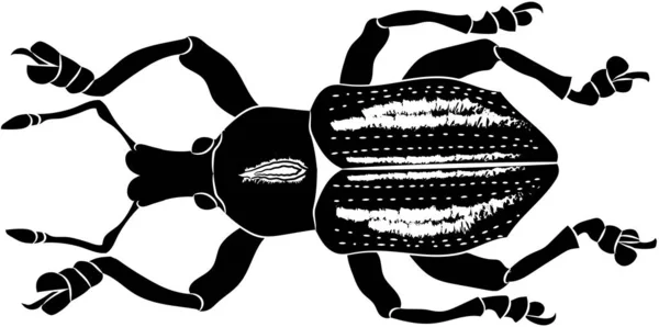 Scarabeo Eupholus cuvieri. Illustrazione vettoriale — Vettoriale Stock