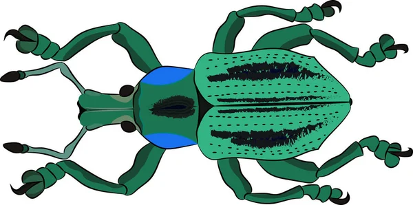 Beetle Eupholus cuvieri. Vektor illustration — Stock vektor