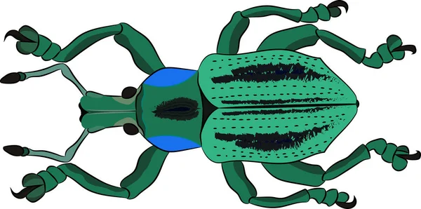 Scarabeo Eupholus cuvieri. Illustrazione vettoriale — Vettoriale Stock