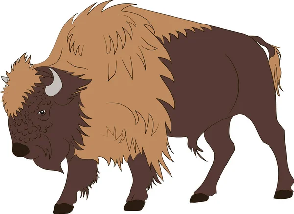 American Buffalo eller Bull — Stock vektor