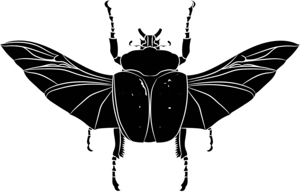 Escarabajo Goliathus albosignatus — Archivo Imágenes Vectoriales
