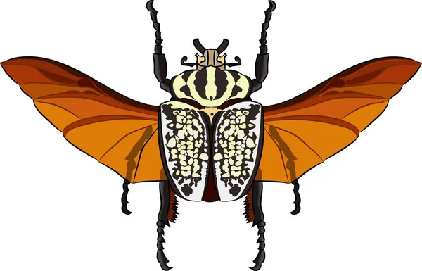 Goliathus albosignatus chrząszcz — Wektor stockowy